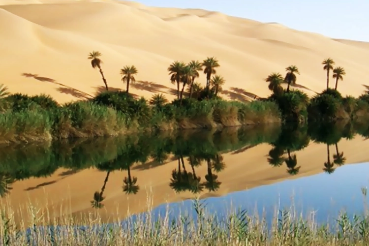 Bahariya Oasis4