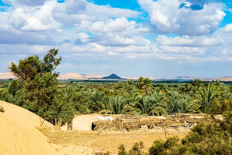Bahariya Oasis5