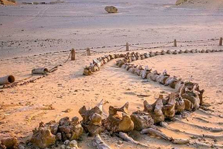 Tour to El Fayoum 5